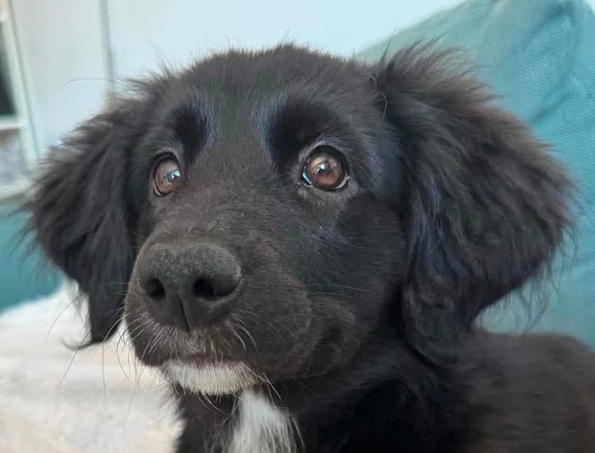 Haluna, female senior Mixed Breed for adoption at Grenzenlose Notfelle e.V., Dittelbrunn