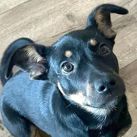 Harika, female senior Mixed Breed for adoption at Grenzenlose Notfelle e.V., Dittelbrunn