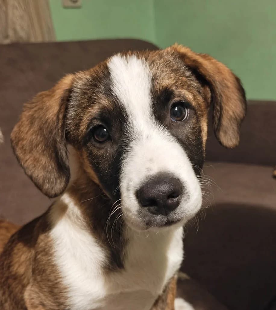 Herbie, senior Mixed Breed for adoption at Grenzenlose Notfelle e.V., Dittelbrunn