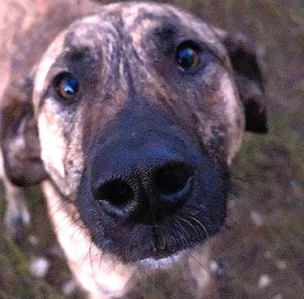 Kato1, male Mixed Breed for adoption at Grenzenlose Notfelle e.V., Dittelbrunn