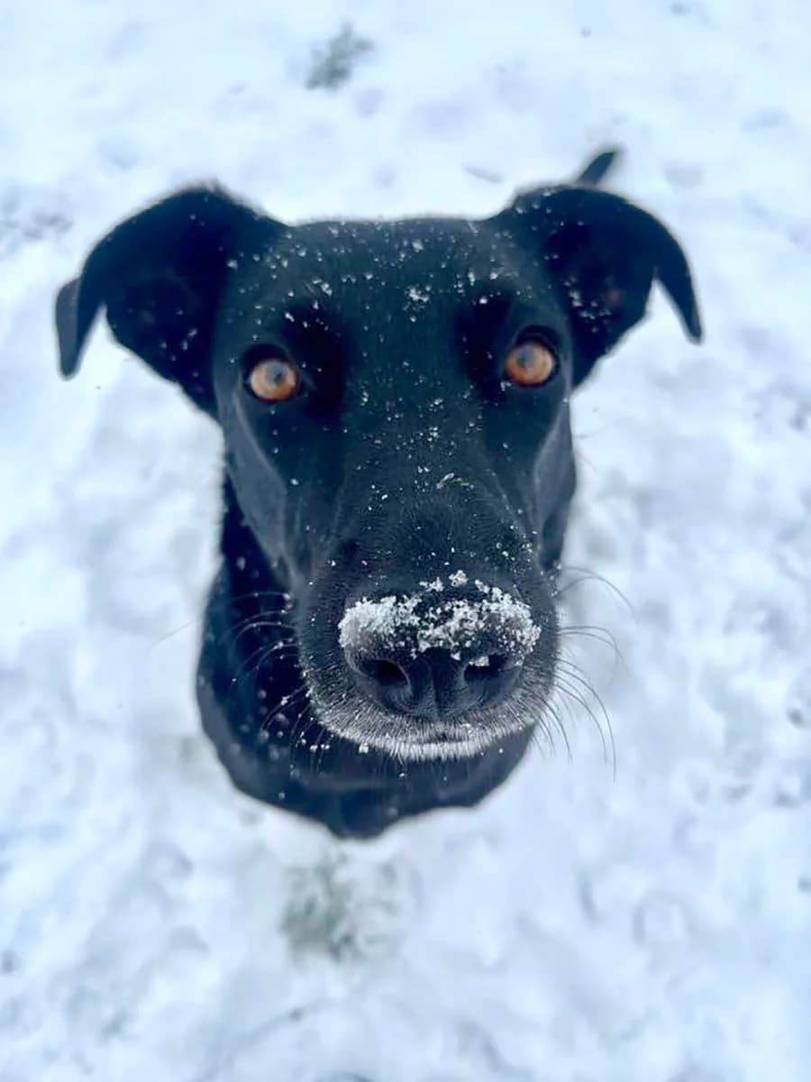Mai, female senior Mixed Breed for adoption at Grenzenlose Notfelle e.V., Dittelbrunn