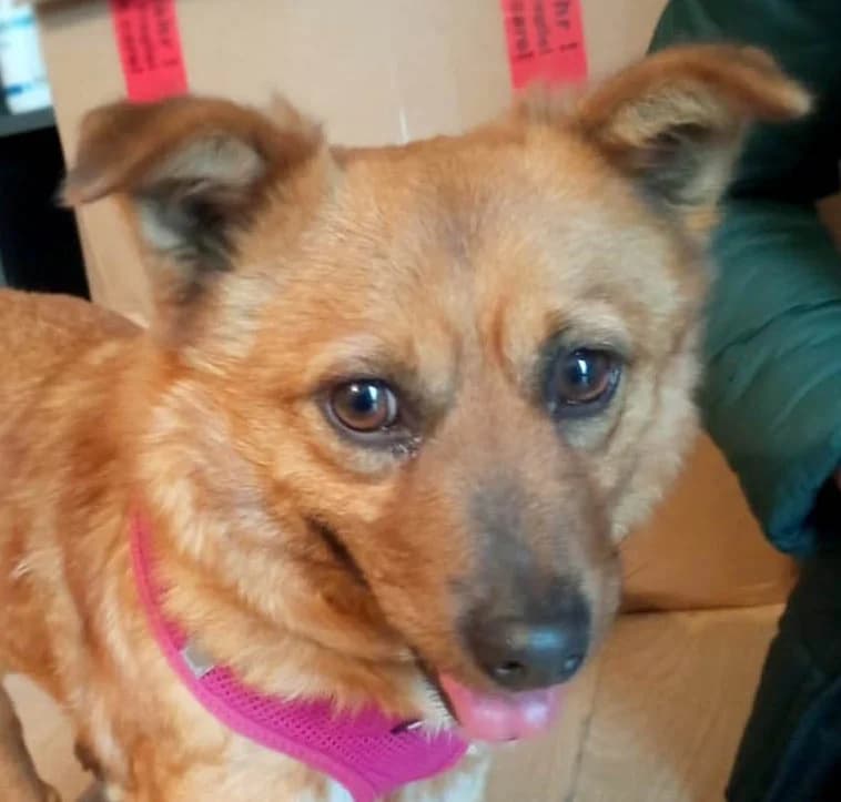 Mango1, female senior Mixed Breed for adoption at Grenzenlose Notfelle e.V., Dittelbrunn