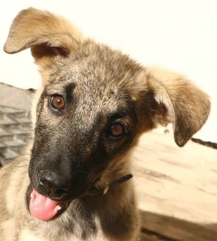 Miraya, female puppy Mixed Breed for adoption at Grenzenlose Notfelle e.V., Dittelbrunn