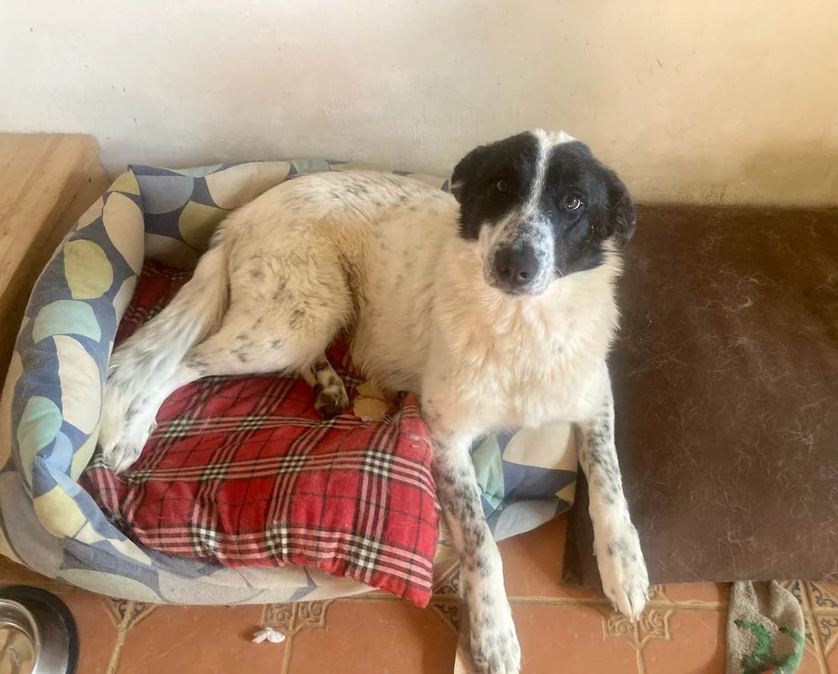 Monnie, female senior Mixed Breed for adoption at Grenzenlose Notfelle e.V.