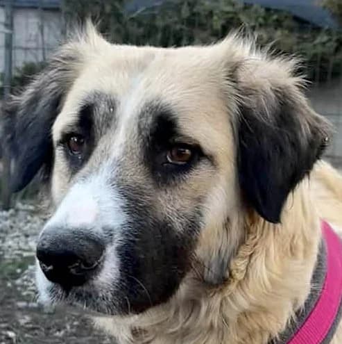 Odette, female senior Mixed Breed for adoption at Grenzenlose Notfelle e.V.