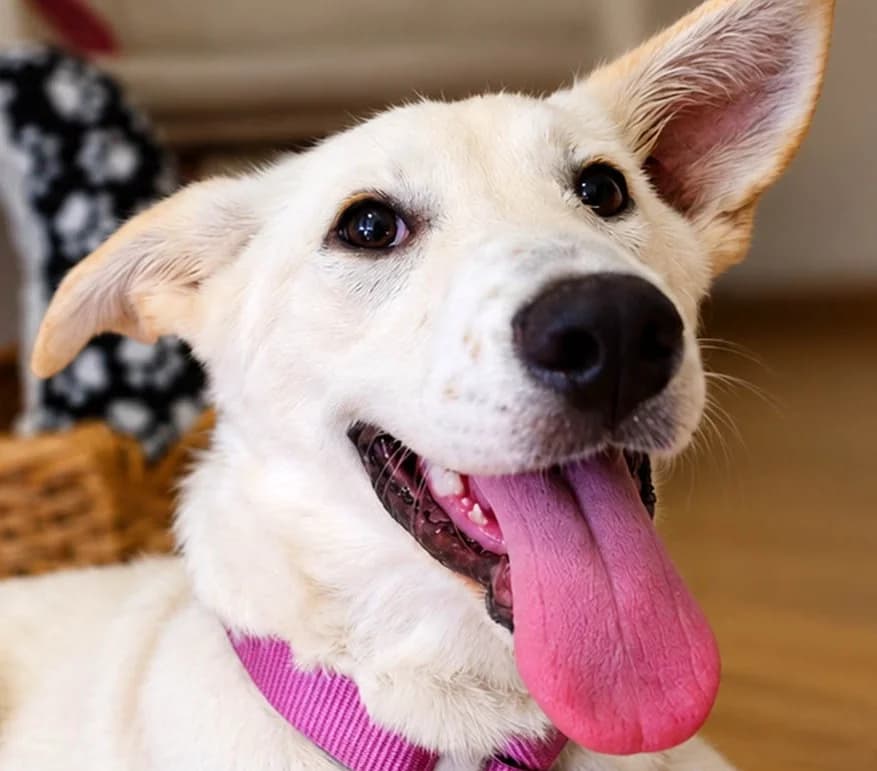 Renee, female puppy Mixed Breed for adoption at Grenzenlose Notfelle e.V., Dittelbrunn