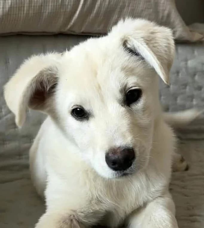 Sally1, female senior Mixed Breed for adoption at Grenzenlose Notfelle e.V.