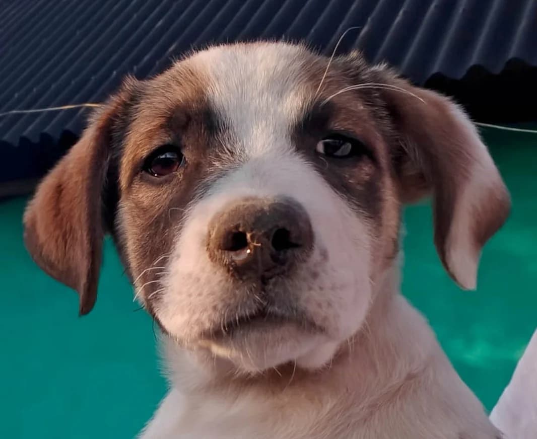 Sansa, female senior Mixed Breed for adoption at Grenzenlose Notfelle e.V., Dittelbrunn