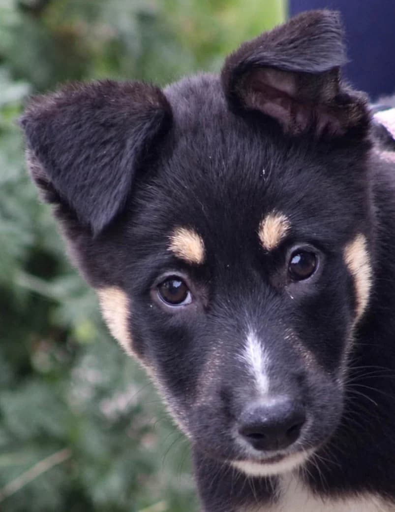 Shania, senior Mixed Breed for adoption at Grenzenlose Notfelle e.V., Dittelbrunn