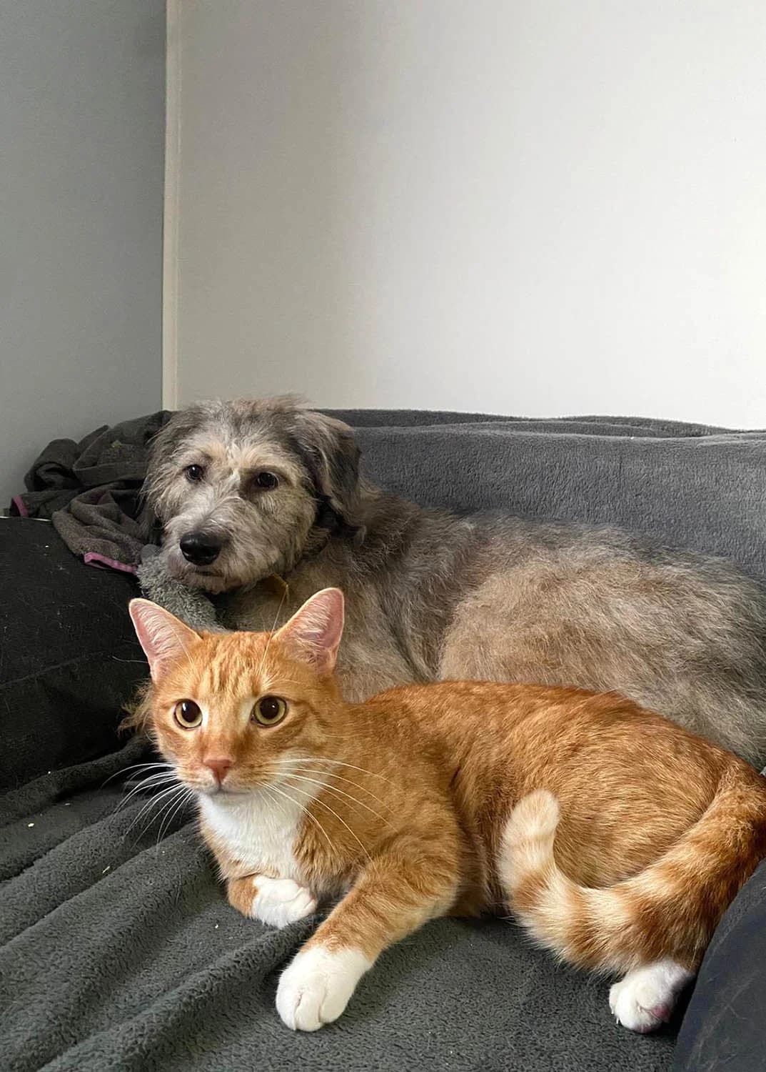 Titza1, female puppy Mixed Breed for adoption at Grenzenlose Notfelle e.V.