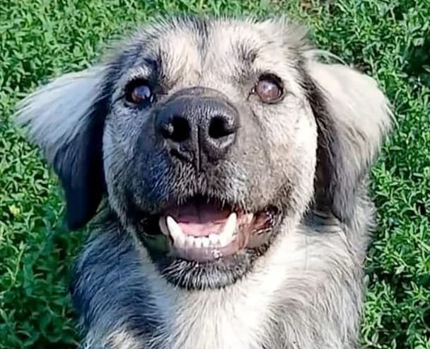 Vio, female senior Mixed Breed for adoption at Grenzenlose Notfelle e.V., Dittelbrunn