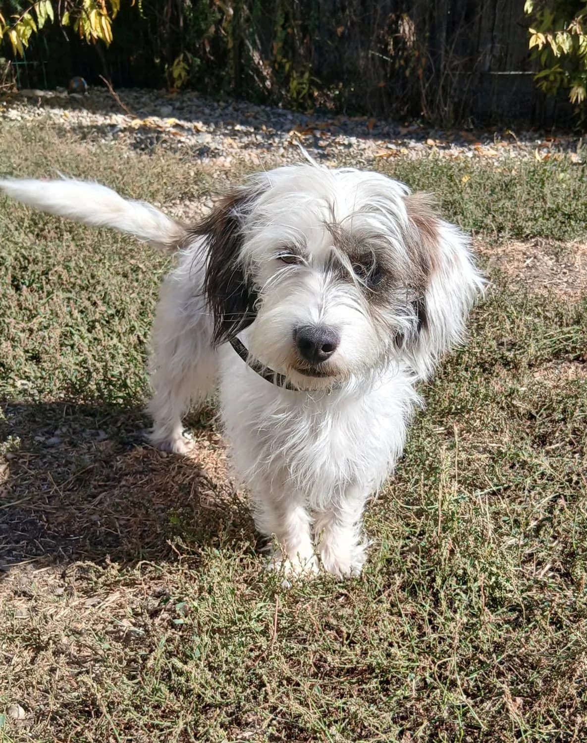 Waffle, female senior Mixed Breed for adoption at Grenzenlose Notfelle e.V., Dittelbrunn