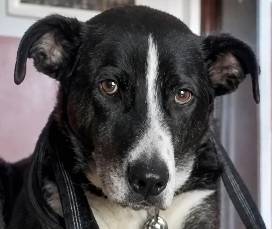 Yoshi, male senior Mixed Breed for adoption at Grenzenlose Notfelle e.V., Dittelbrunn