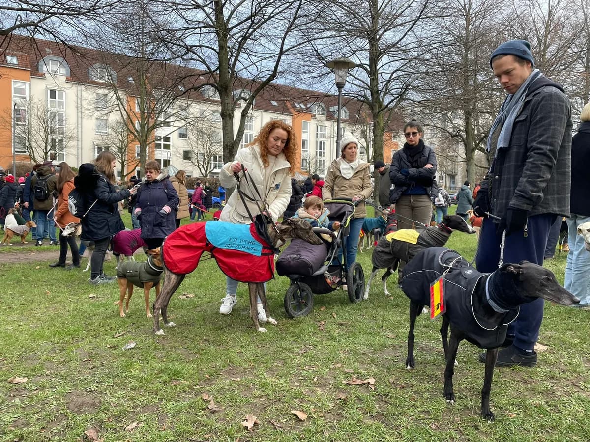 Kölner Galgomarsch 2023, Mixed Breed for adoption at Greyhound Protection International, Troisdorf