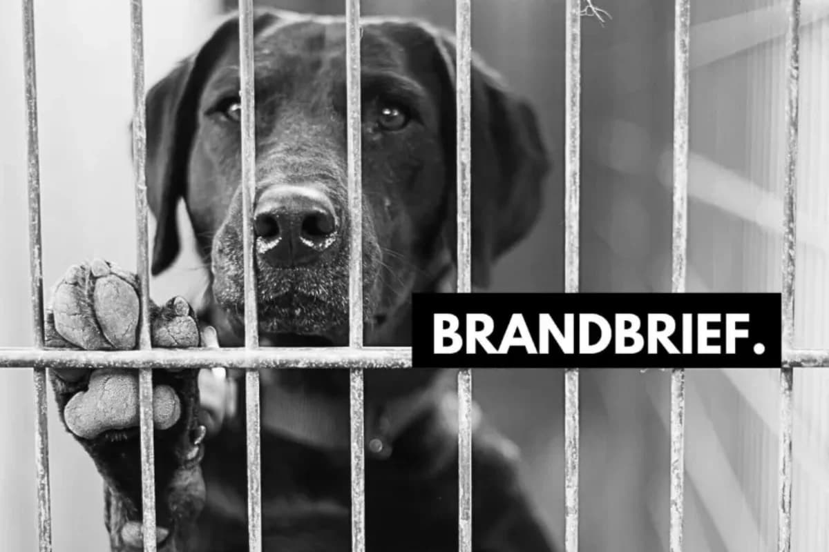 Brandbrief, Mixed Breed for adoption at Greyhound Protection International, Troisdorf