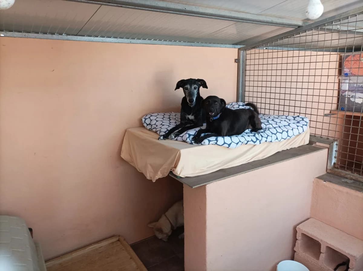 Besuch im Refugio in Murcia, Mixed Breed for adoption at Greyhound Protection International, Troisdorf