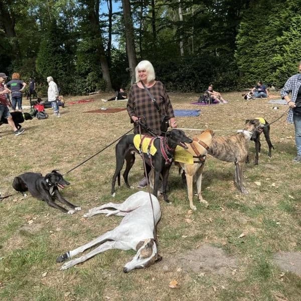 Dog Walk Düsseldorf 2022, 4yo Mixed Breed for adoption at Greyhound Protection International, Troisdorf