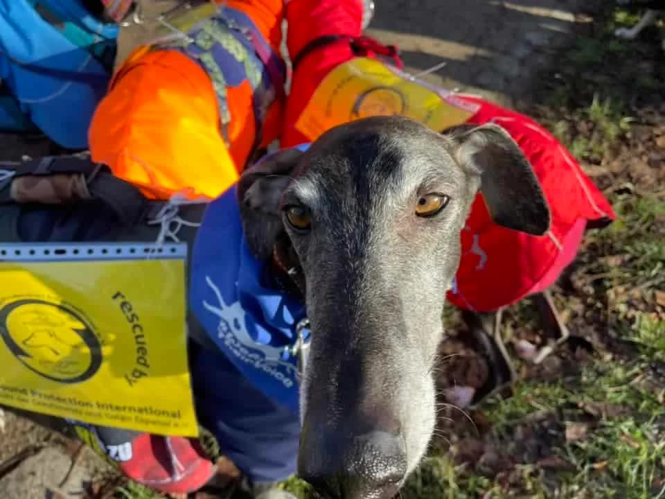 Kölner Galgomarsch 2024, Mixed Breed for adoption at Greyhound Protection International, Troisdorf