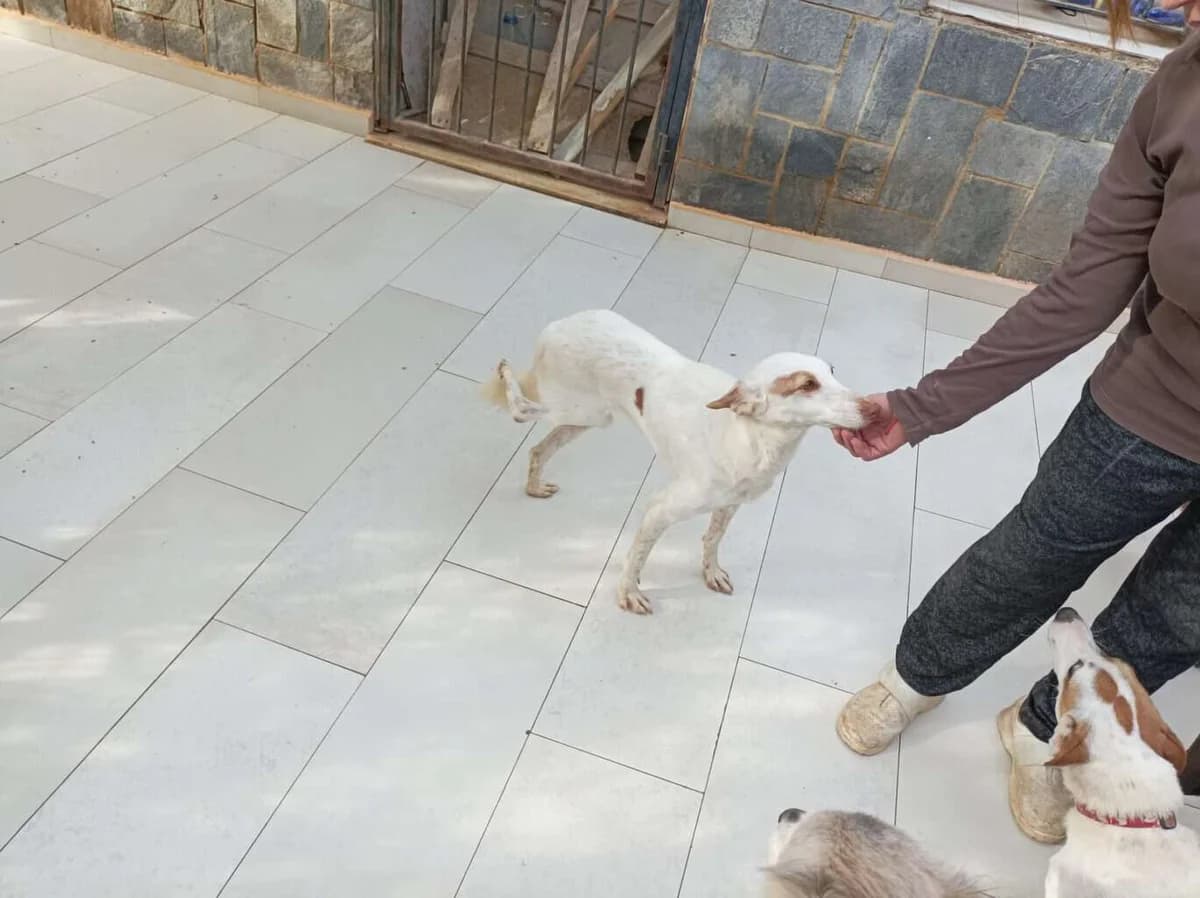 Besuch in Murcia, Mixed Breed for adoption at Greyhound Protection International, Troisdorf