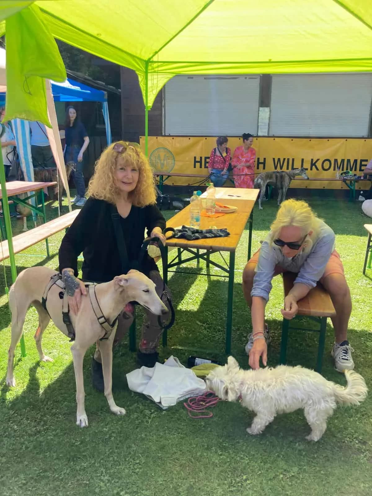 Sommerfest und Vereins-Jubiläum, Mixed Breed for adoption at Greyhound Protection International, Troisdorf