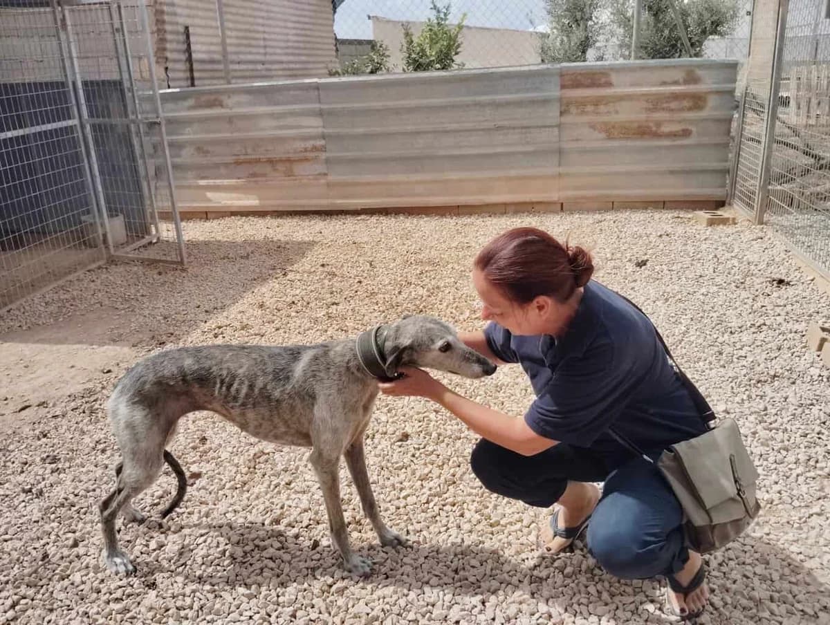 Besuch in Murcia, young Mixed Breed for adoption at Greyhound Protection International, Troisdorf