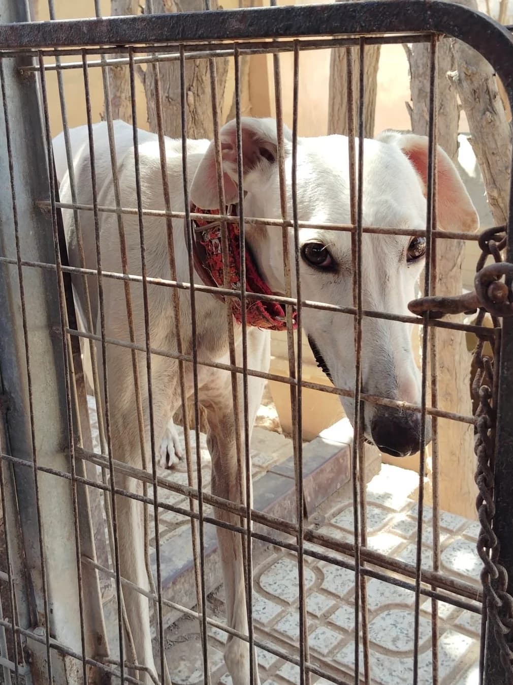Angel, male young Galgo Español for adoption at Greyhound Protection International, Troisdorf