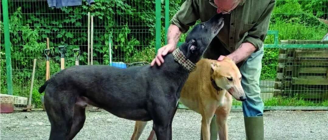Wenn Helfer Hilfe brauchen: Spendenaufruf für Great Hounds in Need, Mixed Breed for adoption at Greyhound Protection International, Troisdorf
