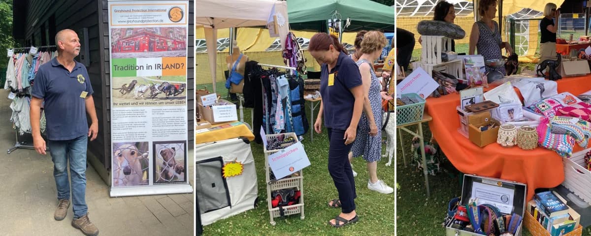 Sommerfest Juni 2025, young Mixed Breed for adoption at Greyhound Protection International, Troisdorf