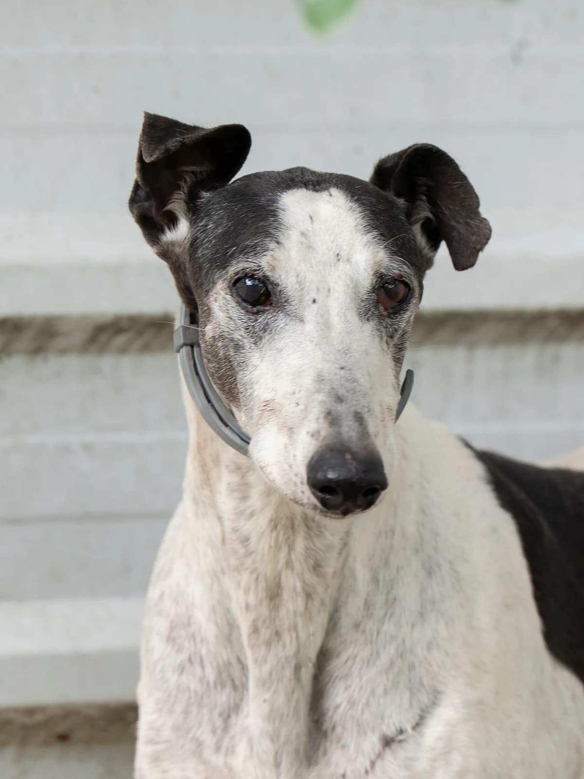 Corintio (Vermittlungshilfe), male senior Galgo Español for adoption at Greyhound Protection International, Troisdorf