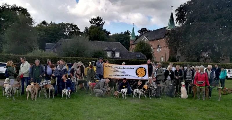 Great Global Greyhound Walk 2022, Mixed Breed for adoption at Greyhound Protection International, Troisdorf