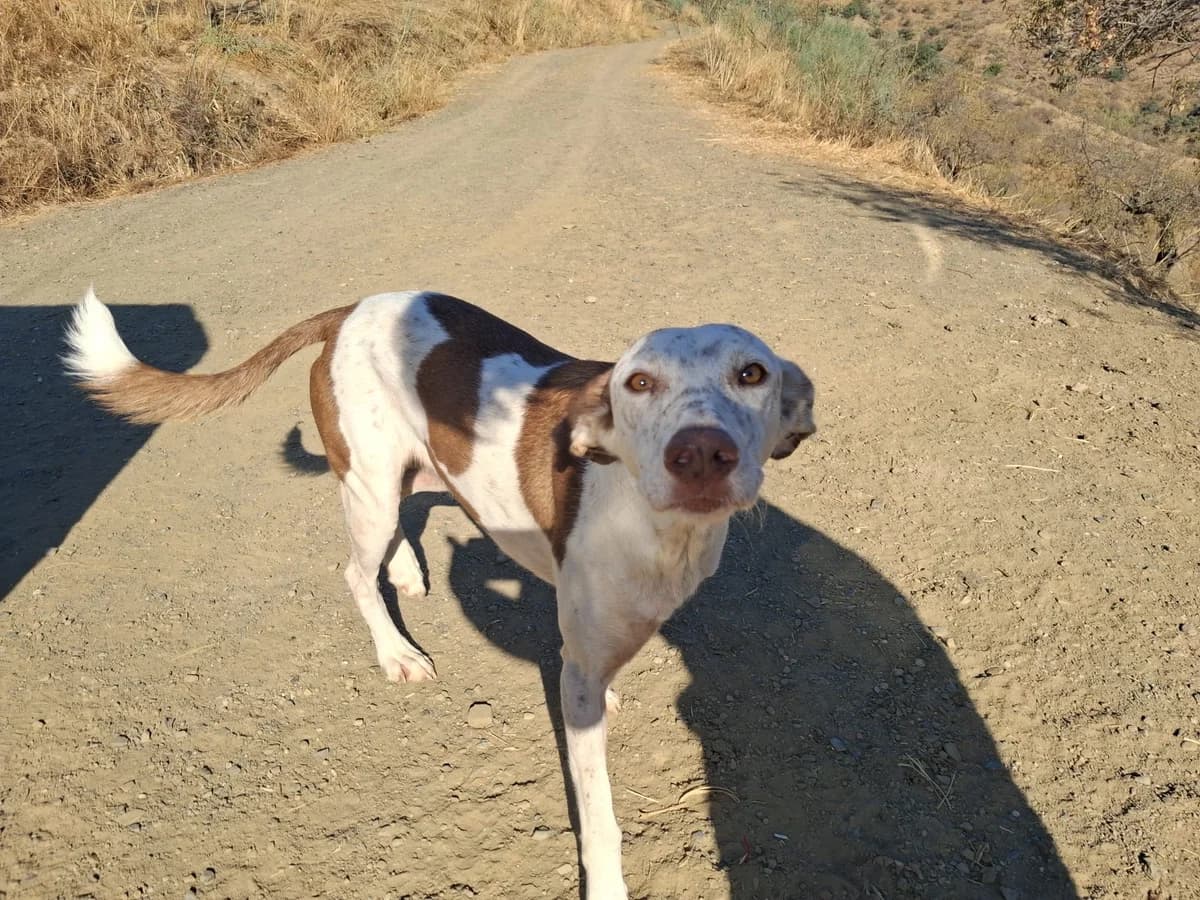 Cassie, female 6yo Podenco for adoption at Greyhound Protection International, Troisdorf