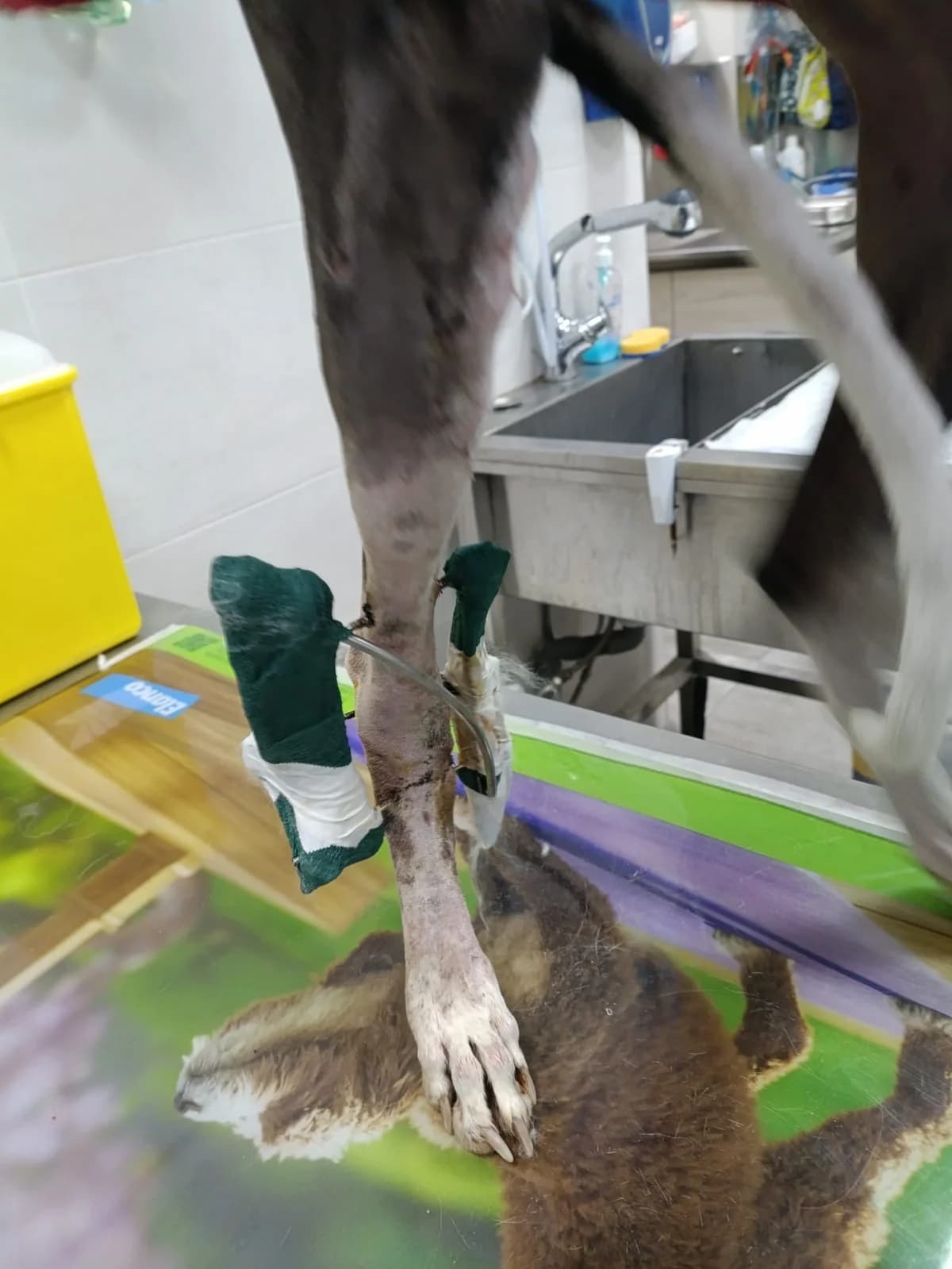 Notfall : NAVIDAD, young Mixed Breed for adoption at Greyhound Protection International, Troisdorf