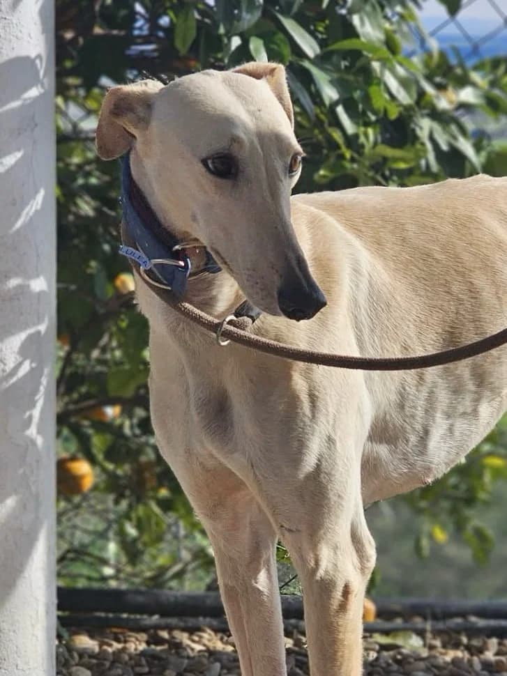 Lulea, female Galgo Español for adoption at Greyhound Protection International, Troisdorf