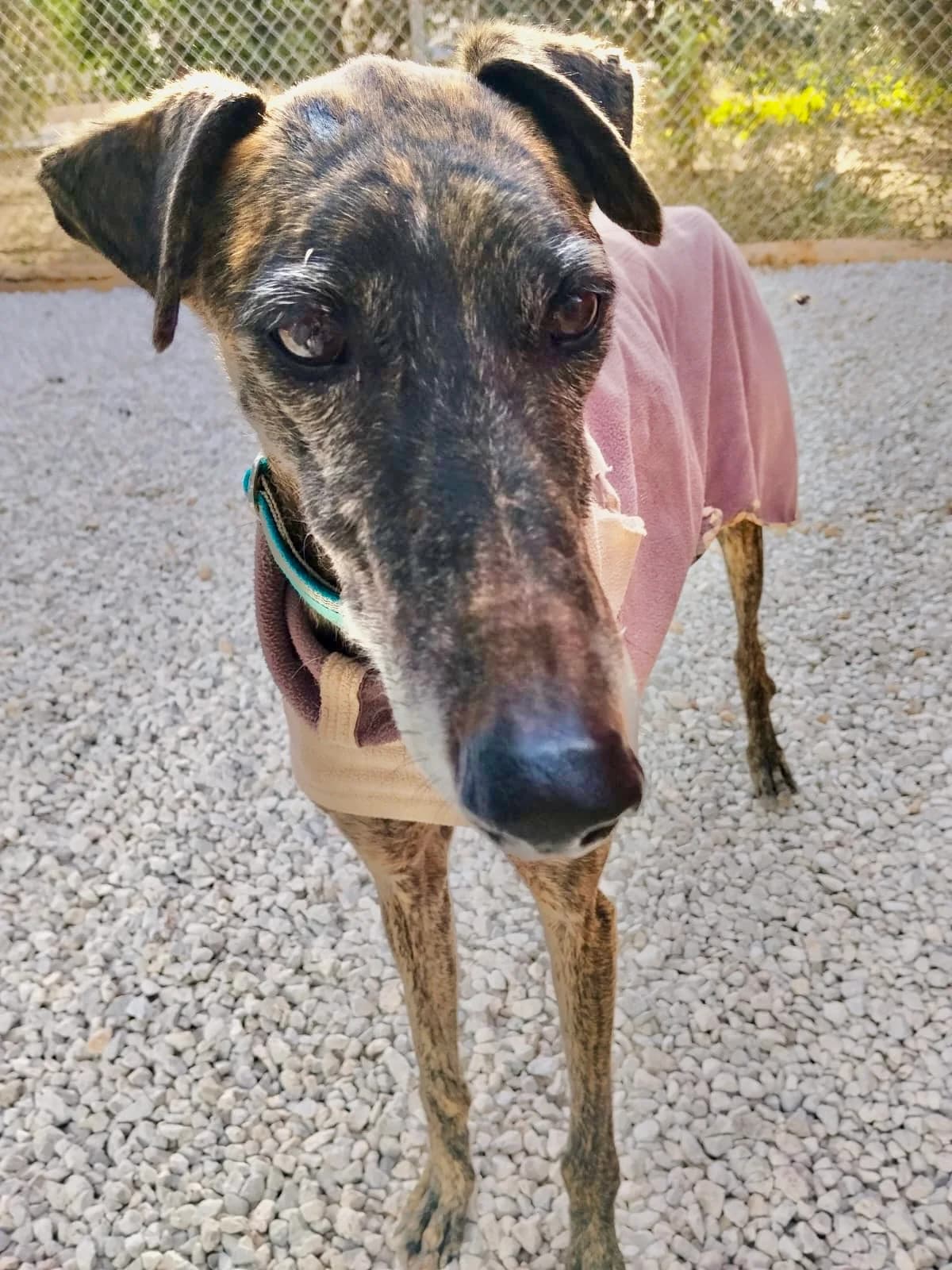 Turco – adoptiert, male 5yo Galgo Español for adoption at Greyhound Protection International, Troisdorf