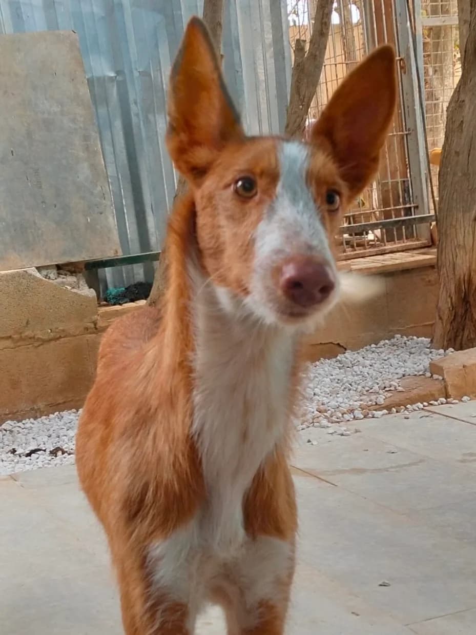Kendel, female Podenco for adoption at Greyhound Protection International, Troisdorf