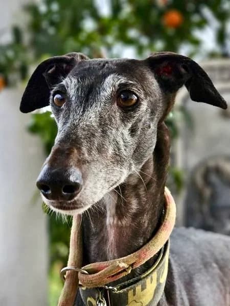 Muriel, female Galgo Español for adoption at Greyhound Protection International, Troisdorf