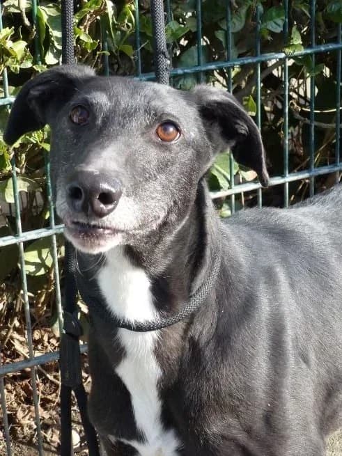Valentino- Vermittlungshilfe, male 6yo Greyhound for adoption at Greyhound Protection International, Troisdorf