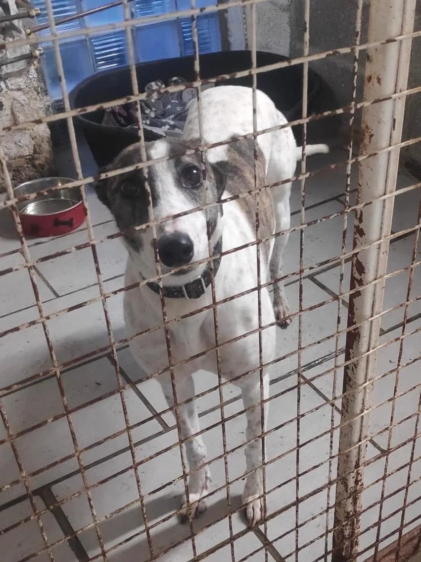 Neuzugang Greyhound- Hündin- Pebbles, female 6yo Greyhound for adoption at Greyhound Protection International, Troisdorf