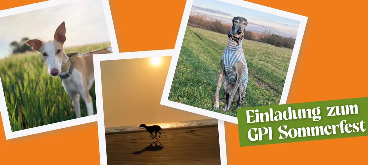 Einladung zum GPI Sommerfest 2026, Mixed Breed for adoption at Greyhound Protection International, Troisdorf