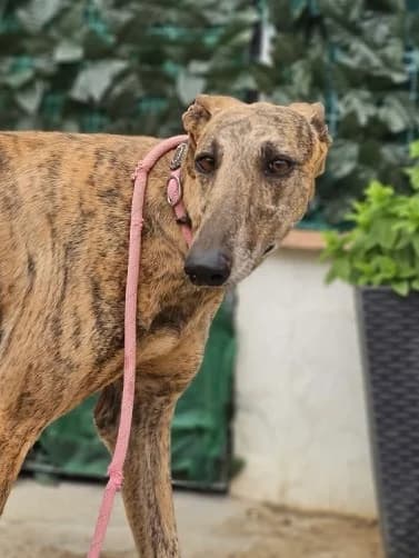 Palencia – Ankunft 11.07, female Galgo Español for adoption at Greyhound Protection International, Troisdorf