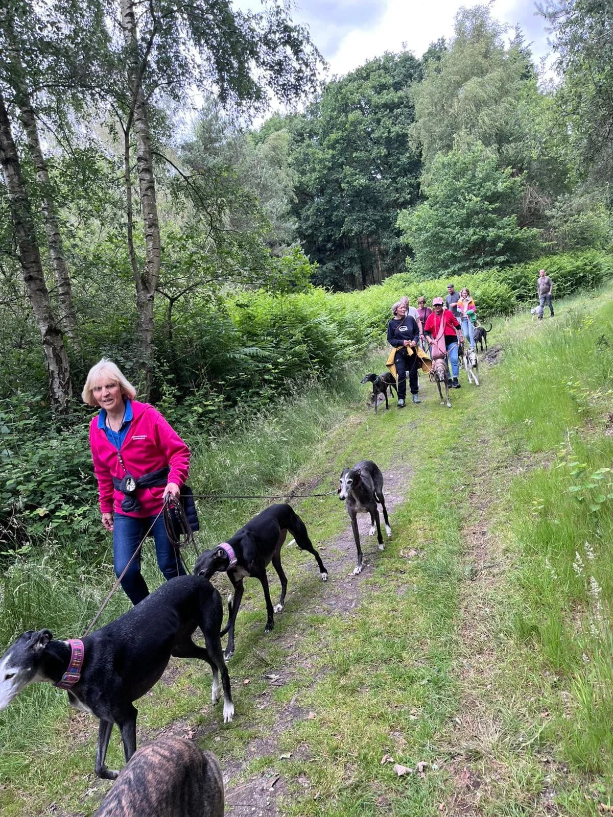Spaziergang der Greyhound Protection am 14. Juni, Mixed Breed for adoption at Greyhound Protection International, Troisdorf