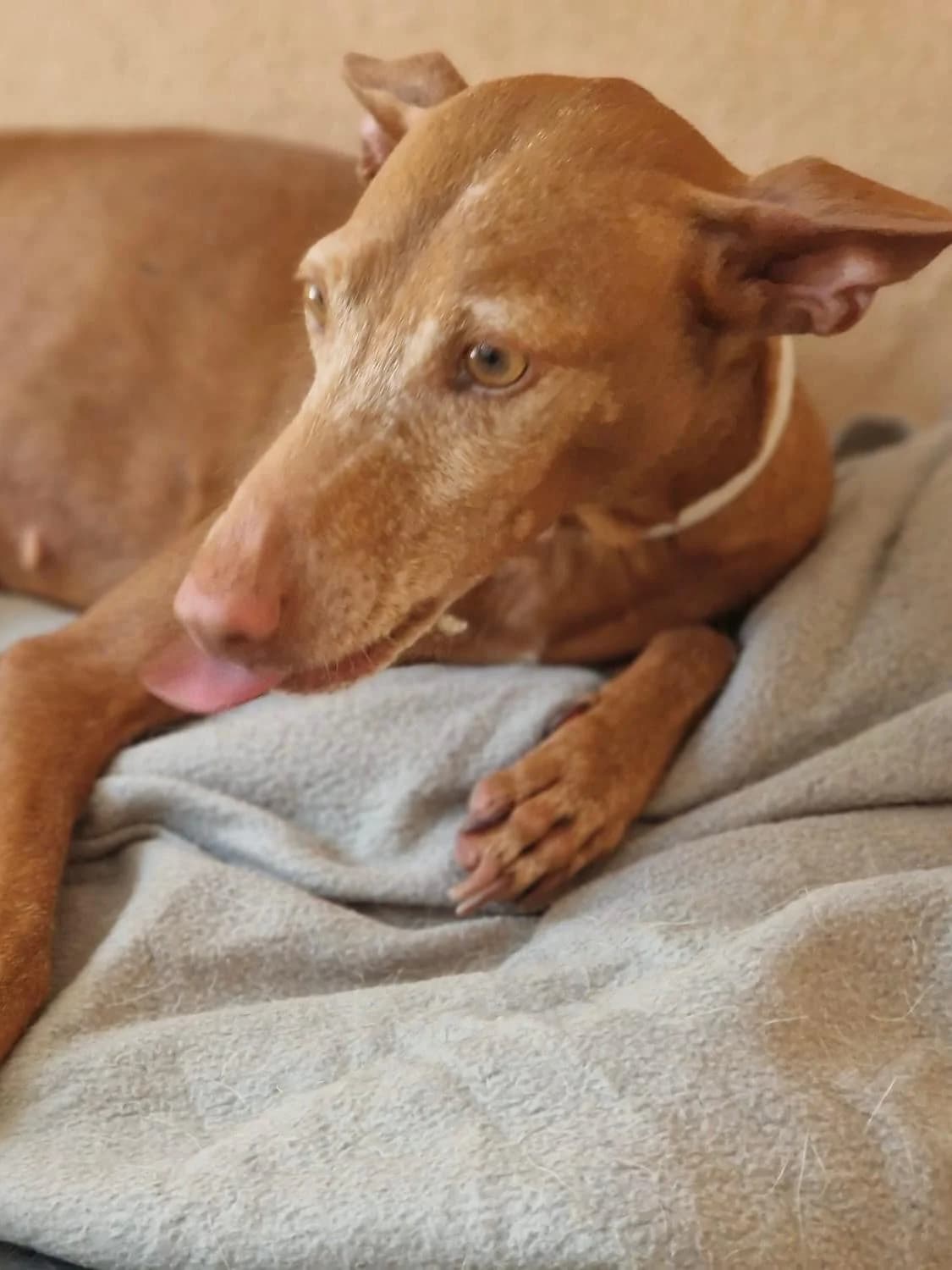 Cleo, female 5yo Podenco for adoption at Greyhound Protection International, Troisdorf