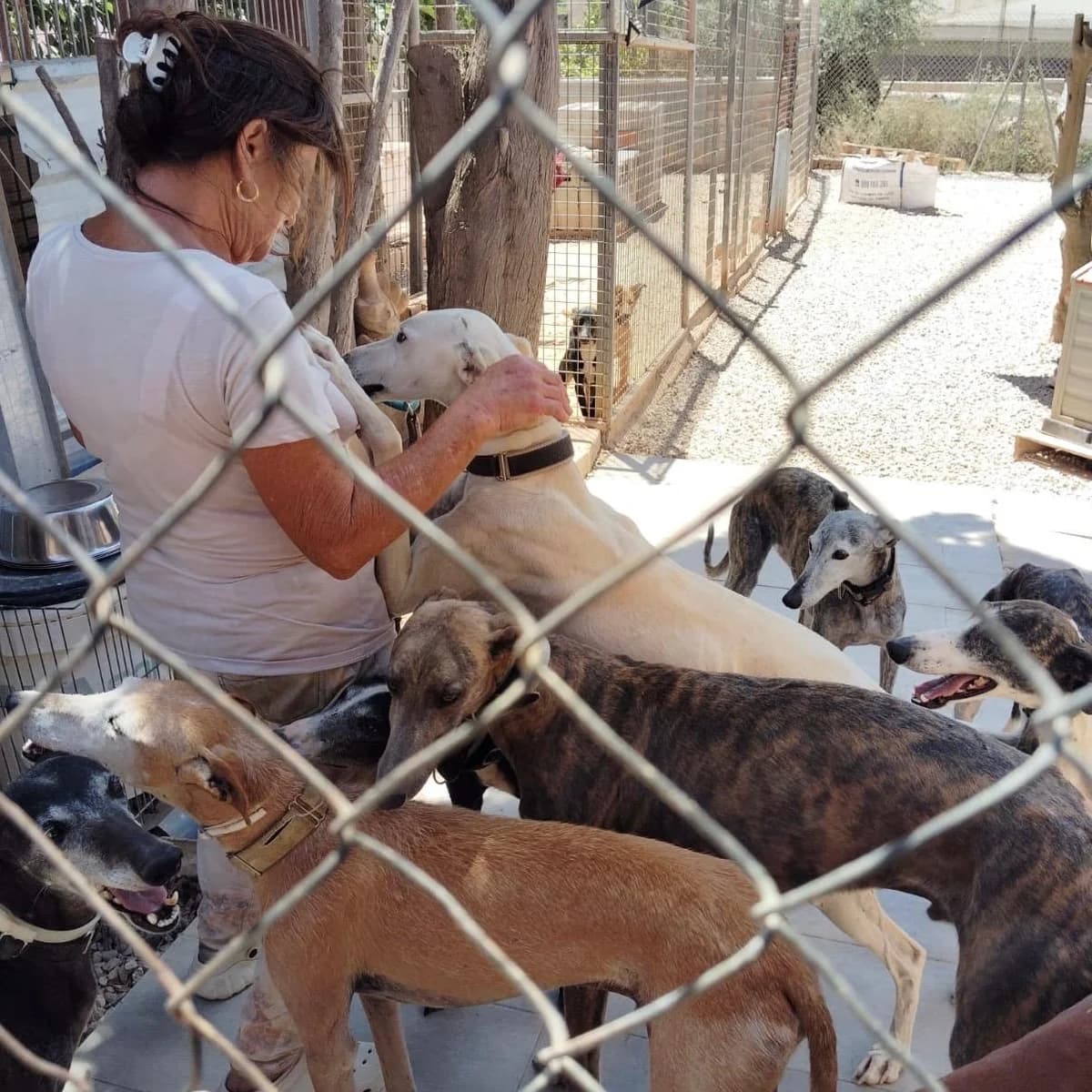 Impressionen von unserem Besuch im Tierheim Murcia bei Tina, puppy Mixed Breed for adoption at Greyhound Protection International, Troisdorf