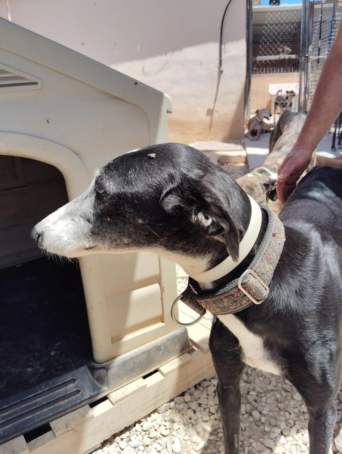 Romina, female young Galgo Español for adoption at Greyhound Protection International, Troisdorf