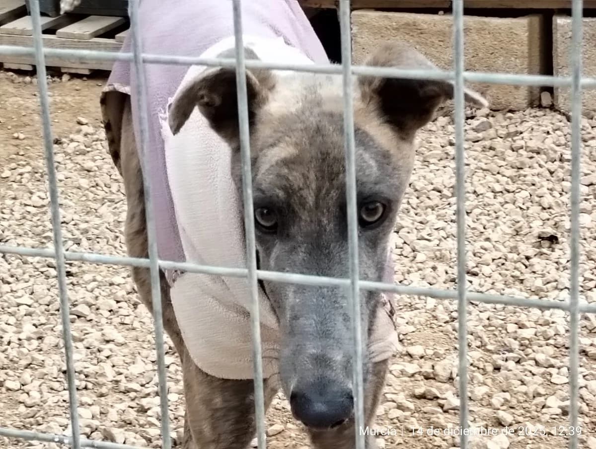 Dylan, male Galgo Español for adoption at Greyhound Protection International, Troisdorf