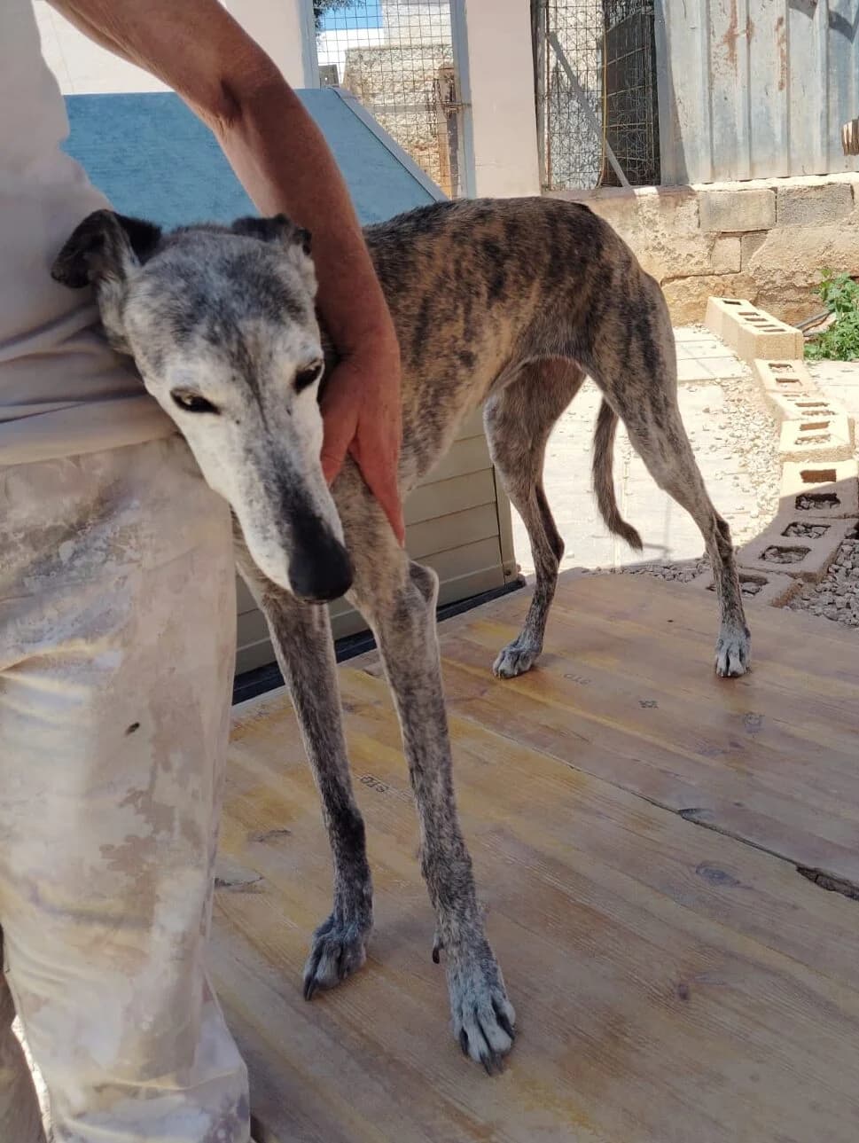 Adriana – Ankunft 18.07, female Galgo Español for adoption at Greyhound Protection International, Troisdorf