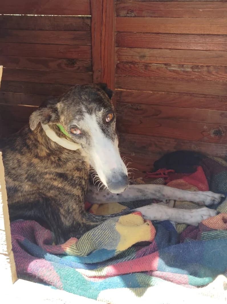 Dafney, female 3yo Galgo Español for adoption at Greyhound Protection International, Troisdorf