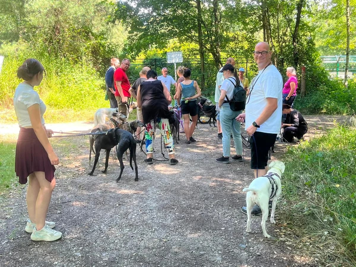 GPI-Spaziergang in Troisdorf am 12.07, Mixed Breed for adoption at Greyhound Protection International, Troisdorf