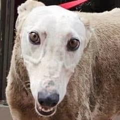 Iman braucht dringend Hilfe, Mixed Breed for adoption at Greyhound Protection International, Troisdorf