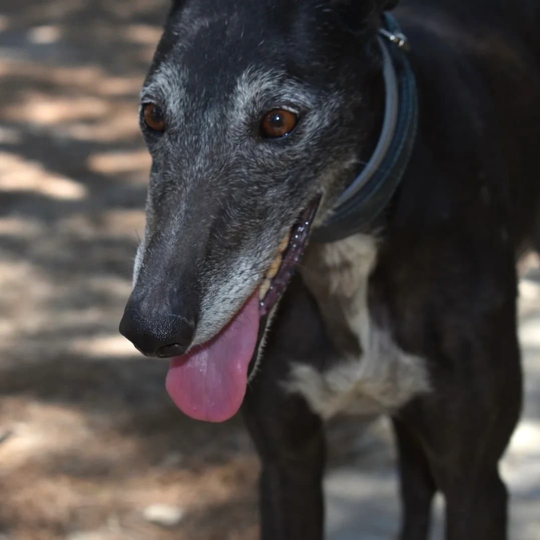 Negrita, female Galgo Español for adoption at Greyhound Protection International, Troisdorf